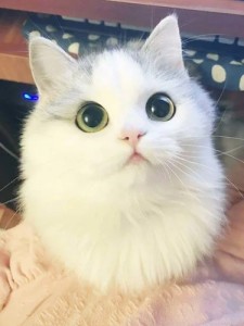 Create meme: Cat, white cat with green eyes, cute cat