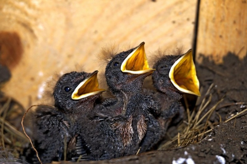 Create meme: swift chick yellow - mouthed, swallow chick, juv Starling