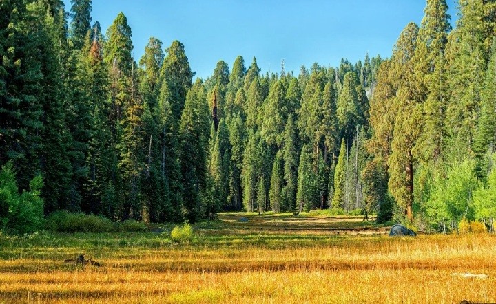 Create meme: coniferous forest meadow, forest , siberian taiga