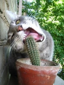 Create meme: funny cats, the cat and the cactus