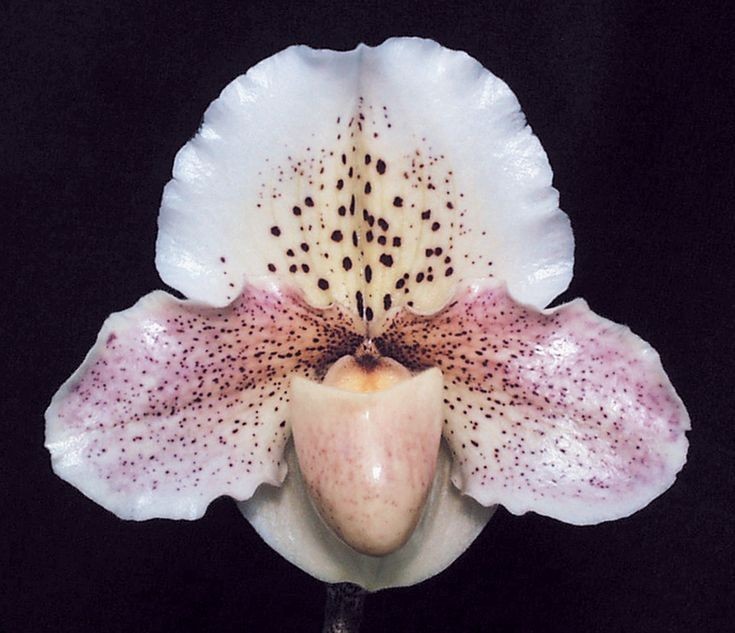 Создать мем: орхидея paphiopedilum hybrid, пафиопедилум white lady, пафиопедилум