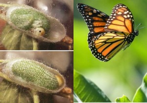 Создать мем: бабочка насекомое, бабочка danaus plexippus, бабочка