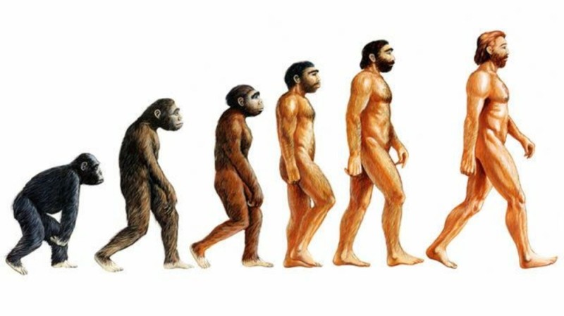 Create meme: human evolution 