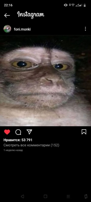 Create meme: monkey face, photo of a monkey, monkey 