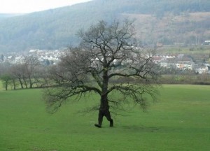 Create meme: oak, tree, running tree