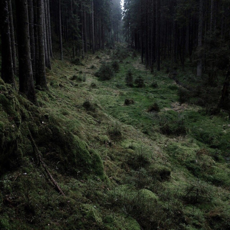 Create meme: forest trail, moss in the forest, nature forest 