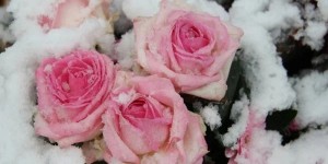 Create meme: pink roses