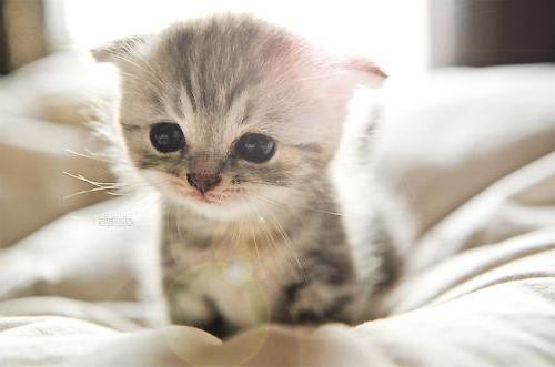 Create meme: kitties , adorable kittens, cute kittens