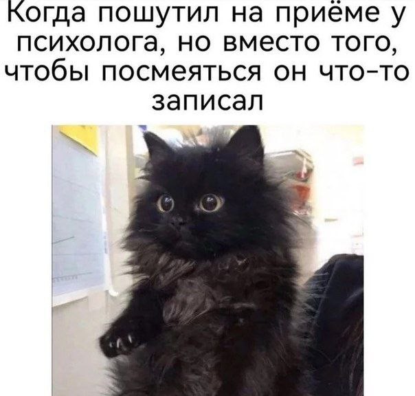 Создать мем: забавные котики, котики, кот мем