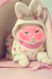 Create meme: cute animals, rabbit cat