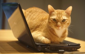 Create meme: laptop, cat, the cat at the computer