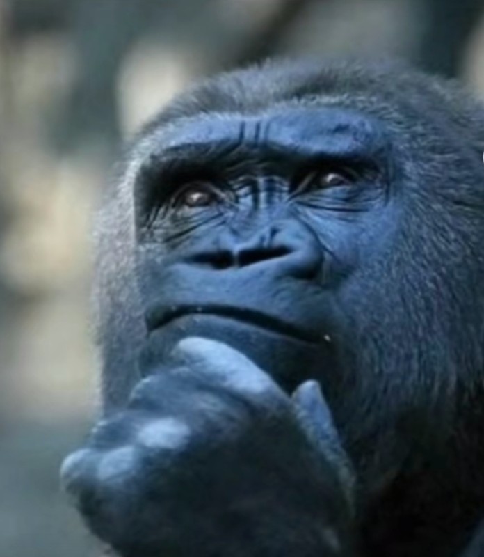 Create meme: gorilla monkey, gorilla , gorilla gorilla