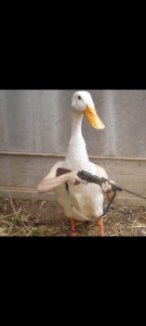 Create meme: white duck, duck