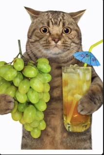 Создать мем: кот ананас, кот с пивом, кот