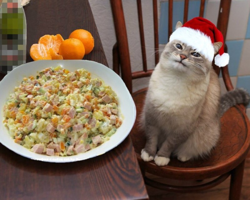 Создать мем: кот с блинами, кот, приколы про новогодние праздники про доедание салатов