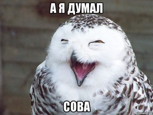 Создать мем: сова мем, мемы, улыбающиеся животные