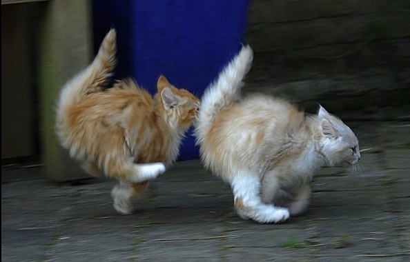 Create meme: The cats are running away, cat jump, fighting cats