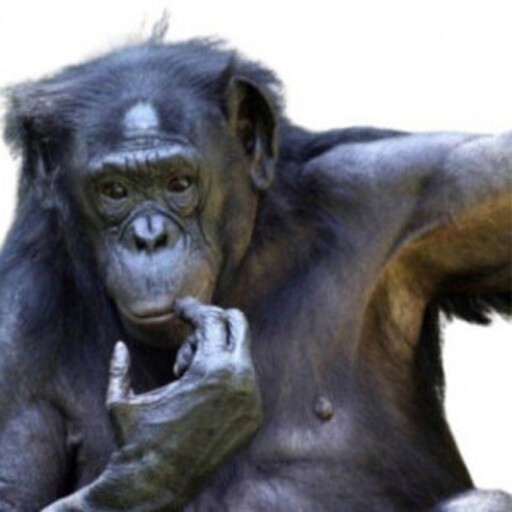 Create meme: gorilla monkey, Bonobo chimp, pensive monkey 