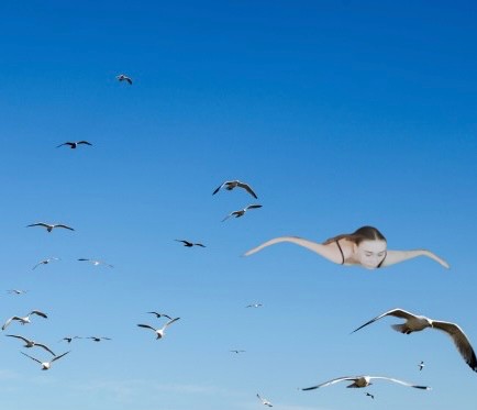 Create meme: sky birds, flying bird, seagull in the sky