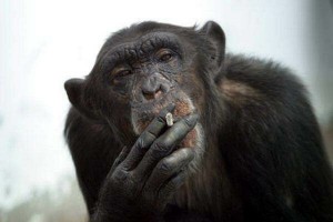 Создать мем: старый шимпанзе, обыкновенный шимпанзе, обезьяна курит