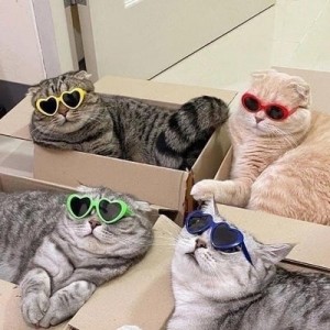 Create meme: cat, cat in sunglasses, cat