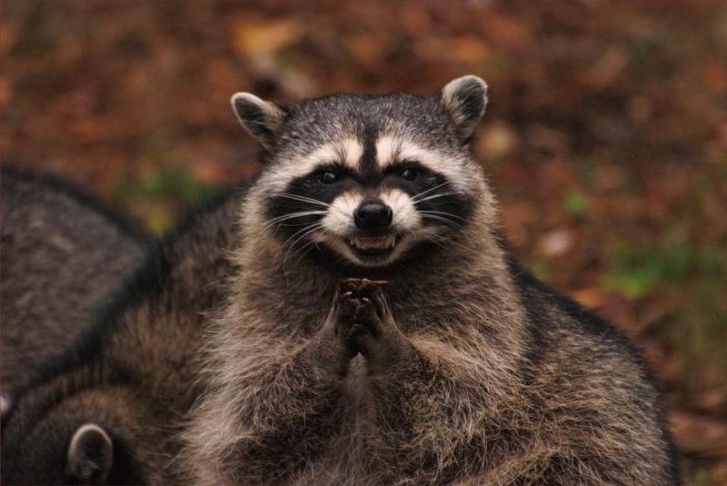 Create meme "revenge of the raccoon, evil raccoon, insidious raccoon " - Pictures - Meme-arsenal.com