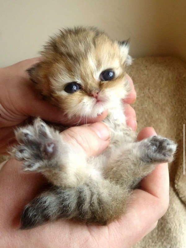 Create meme: cats are small, little kittens, cute little cute cats
