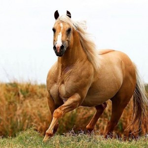 Создать мем: лошадей, арабская лошадь, золотистая лошадь