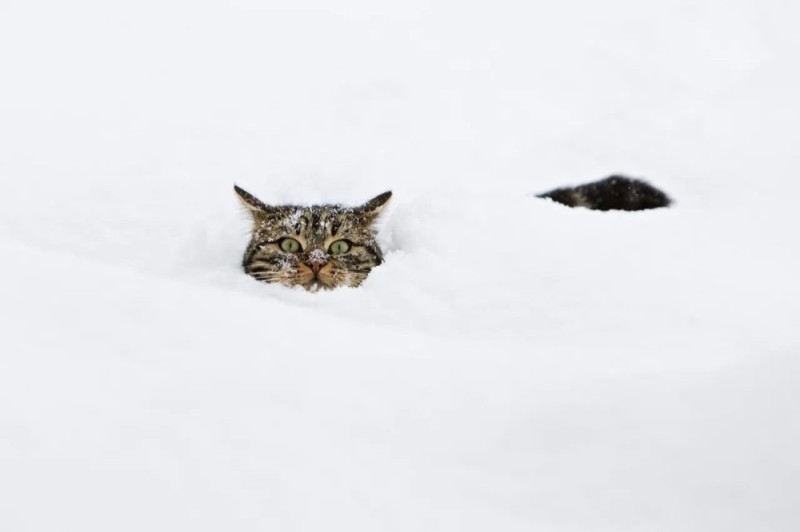Create meme: a cat in the snow, kitten in the snow, cat in snow meme