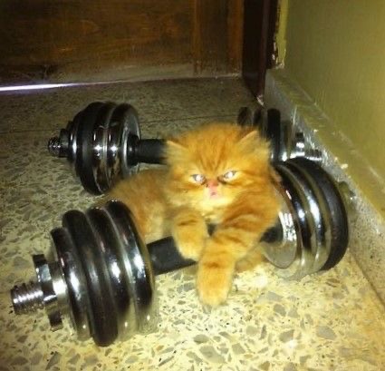 Create meme: cat and dumbbells, fitness kitten, The jock kitten