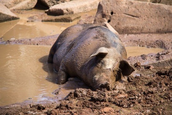 Create meme: Piggy in the mud, pig , dirty pig