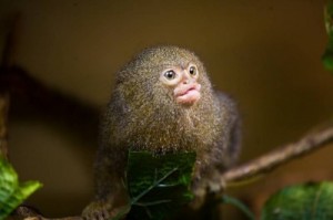 Create meme: dwarf, monkey, the smallest monkey in the world