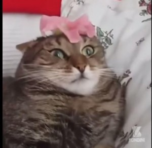Создать мем: кот с цветком на голове, кошка, офигевший кот