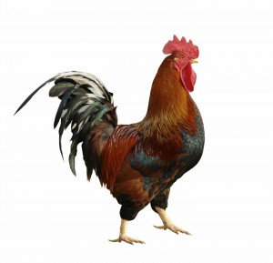 Create meme: gallo, chicken, rooster hen chicken