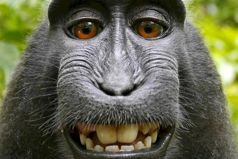 Create meme: monkey eyes, monkey , selfie monkey meme