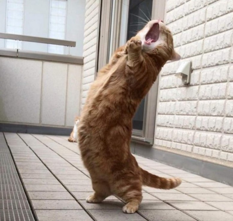 Create meme: the cat yells funny, the dancing cat, cat 