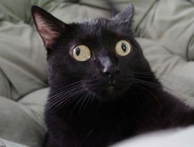 Create meme: funny black cat, meme the black cat, cat eyes in different directions