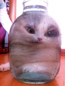 Create meme: kitten in a jar, the cat in the Bank