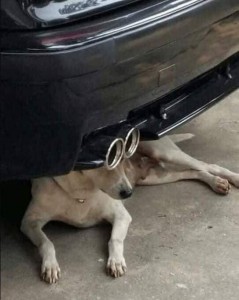 Create meme: funny pictures of animals, the dog is under the car, dog