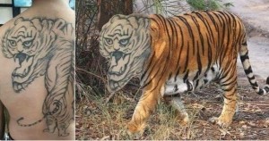 Create meme: tattoo tiger, partak tiger, unfortunate tattoo tiger