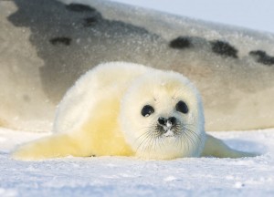 Create meme: harp seals 