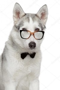 Create meme: Siberian husky, husky