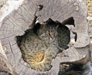 Создать мем: камышовая кошка, дальневосточный лесной кот, амурский лесной кот