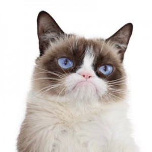 Создать мем: сердитый кот мем, grumpy cat no, грампи png