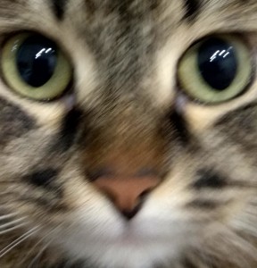 Create meme: kitten, portrait of a cat photo, cat's eyes pictures