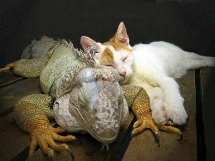 Create meme: The iguana is sleeping, iguana lizard, iguana and cat