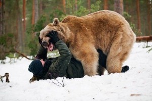 Создать мем: медведи гризли против волков, бурый медведь, медведь