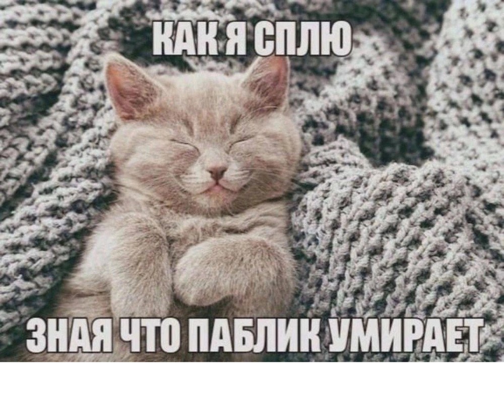 Create meme: animals cats , animals cute, sleeping cat