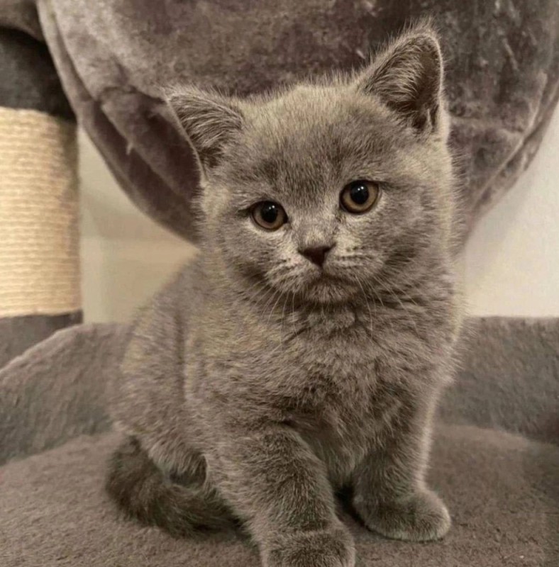 Создать мем: серый котенок, котята британской породы, британская короткошёрстная кошка