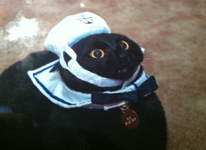 Create meme: Cat-sailor, cat sailor meme, your boat is ready captain cat